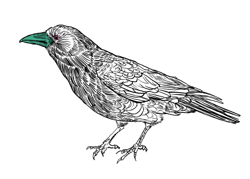 crow